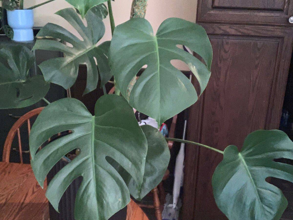 a monstera deliciosa 