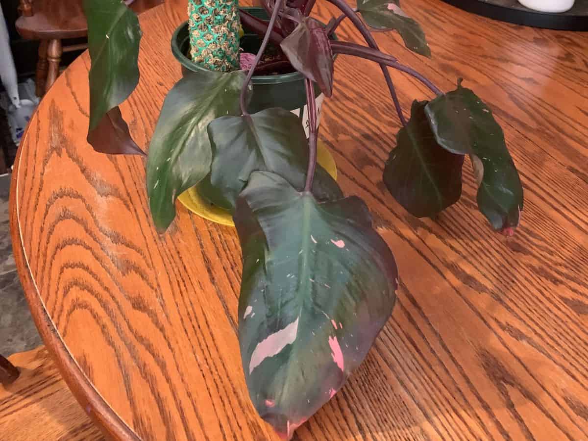 a pink princess philodendron house plant