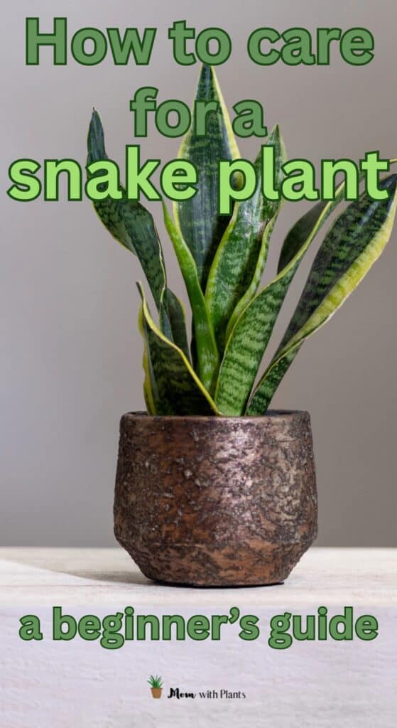 a snake plant in a copper pot with text overlay that reads how to care for a snake plant a beginners guide