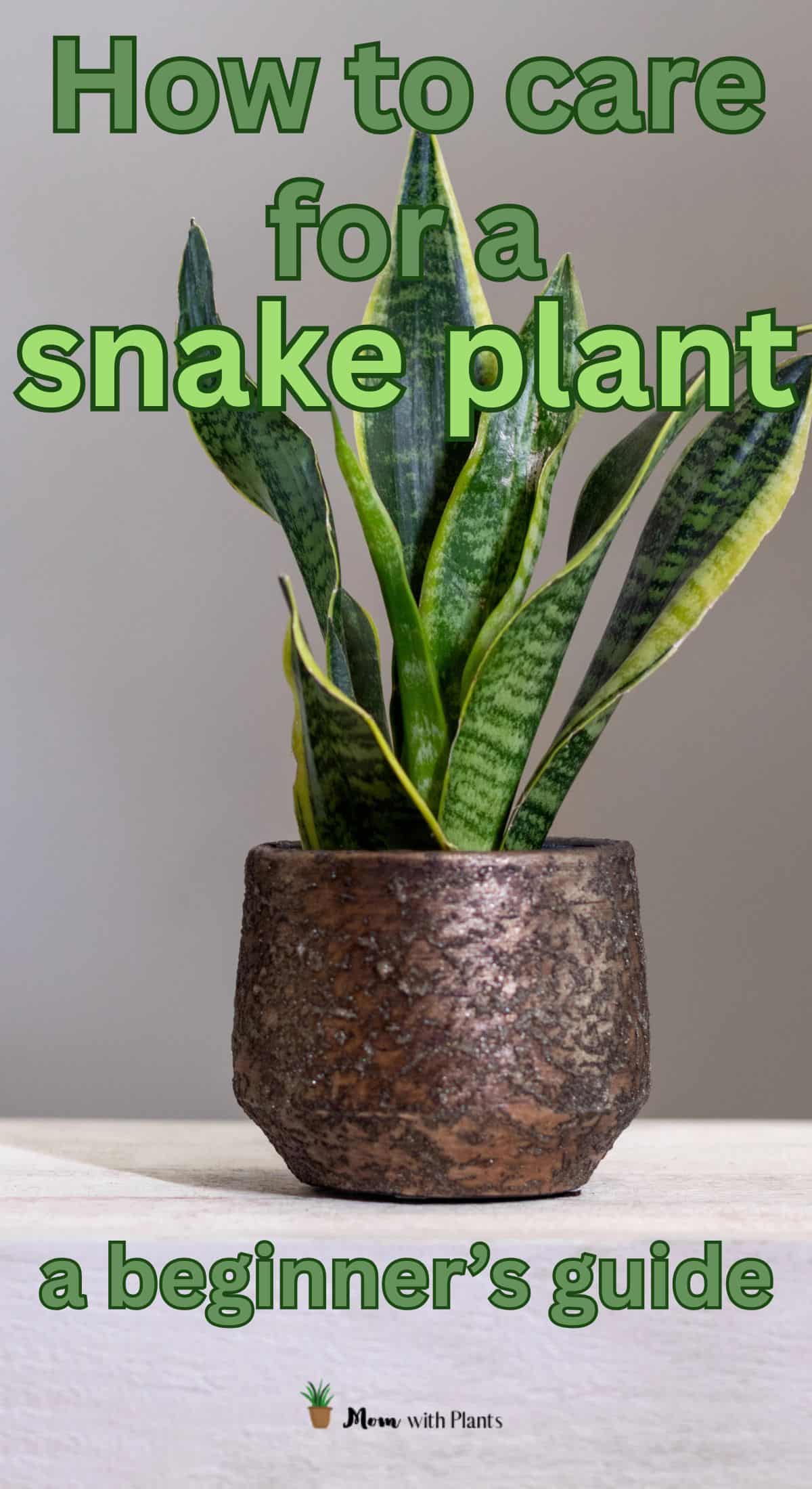 a snake plant in a copper pot with text overlay that reads how to care for a snake plant a beginners guide