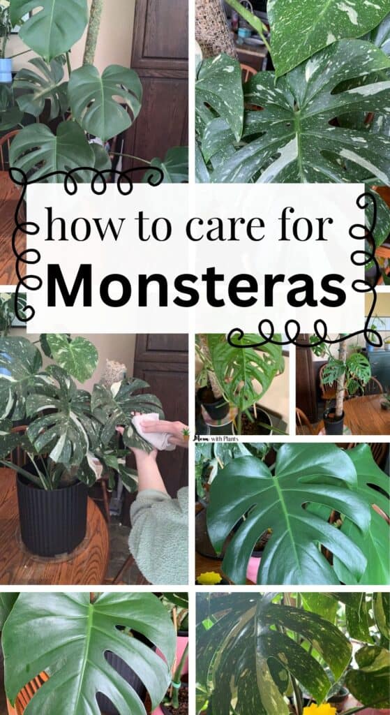 collage of 8 different monsteras and text overlay that reads how to care for monsteras