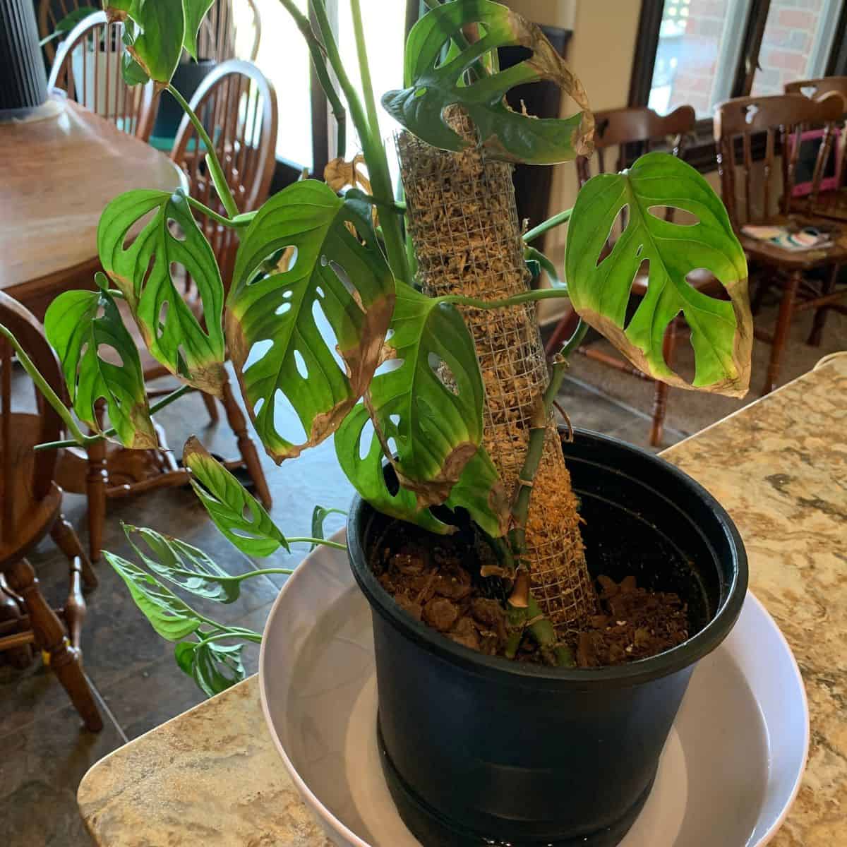 a monstera adansonii in a bowl of water soaking
