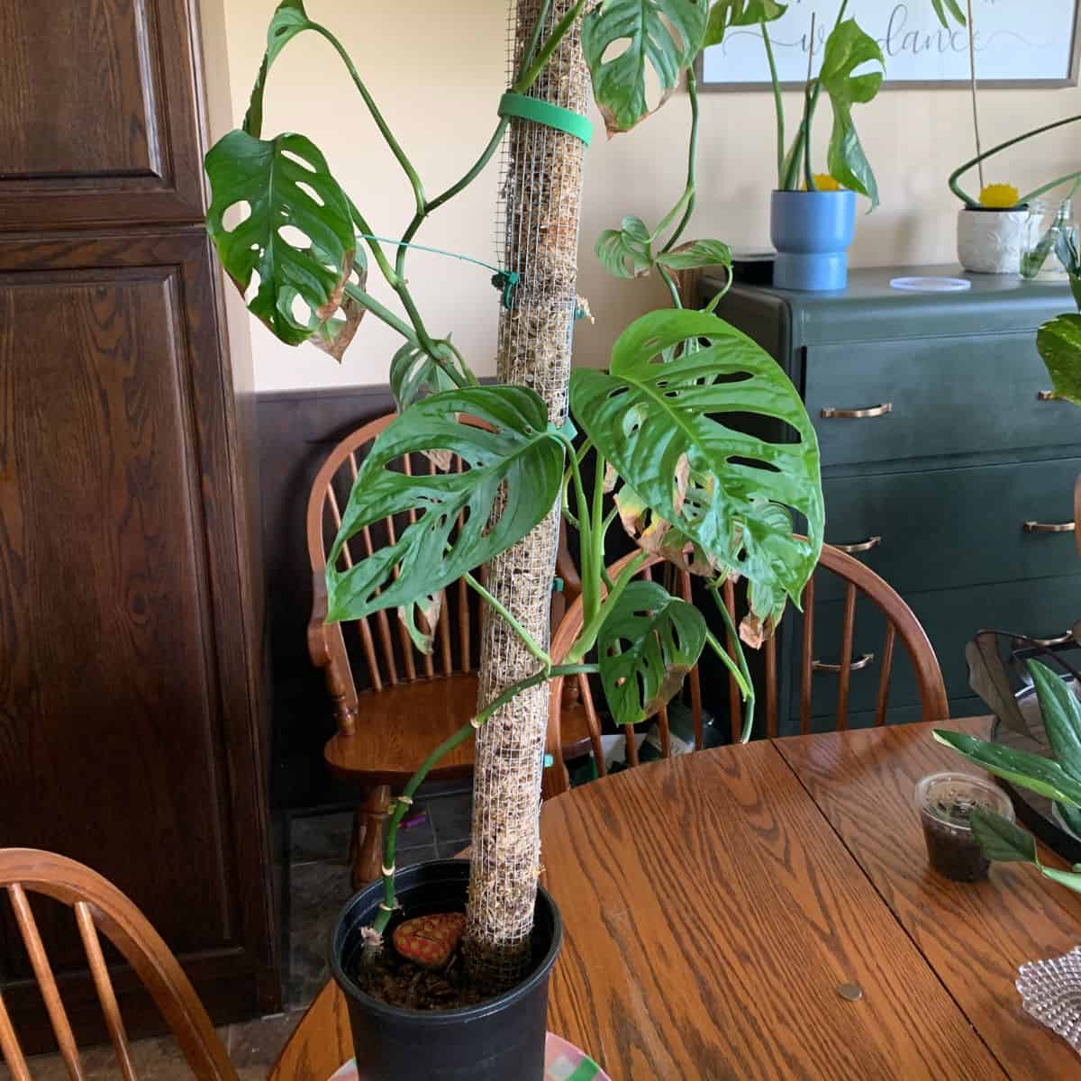 a monstera adansonii with a tall moss pole