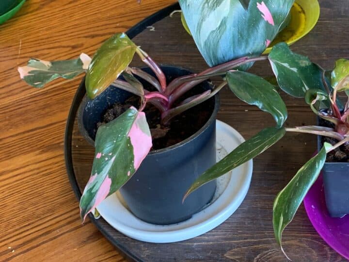 variegated pink princess philodendron