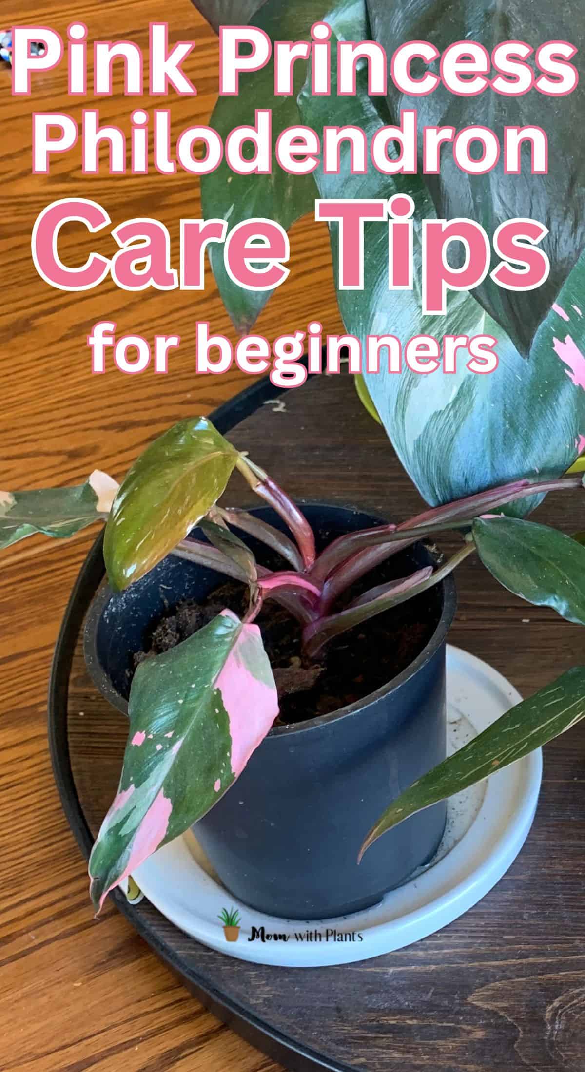 a pink princess philodendron plant with text overlay that reads pink princess philodendron care tips for beginners