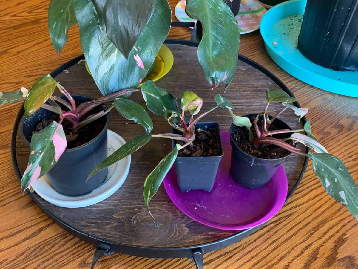 three baby pink princess philodendron plants next to the mom plant in the back