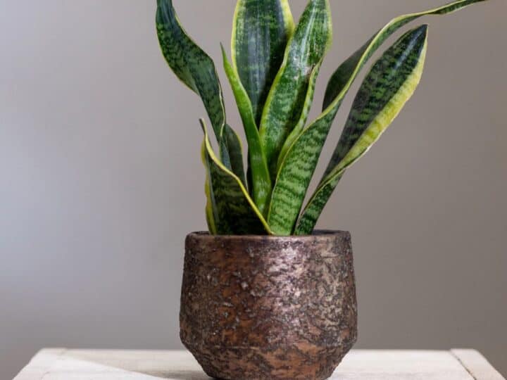 a snake plant in a copper pot