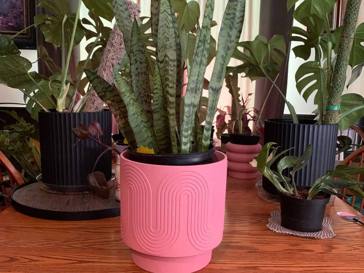 a snake plant in a pink pot with a bunch of other house plants in the background